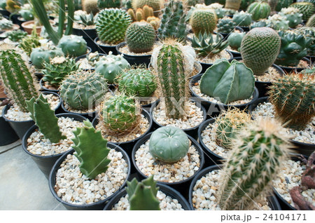 鉢植えのサボテン 鉢植えのサボテン 24104171
