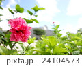ピンクのハイビスカス 24104573