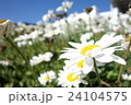 デイジー 24104575