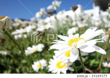 デイジー 24104575