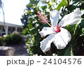 白いハイビスカス 24104576