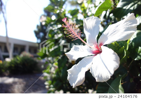 白いハイビスカス 24104576