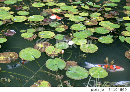 蓮の葉 モネの池の写真素材