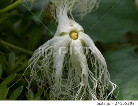 奇妙な形をしたキカラスウリの花のアップの写真素材