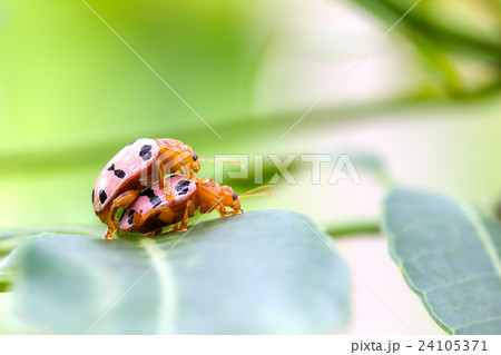 Convergent Lady Beetles mating on a green leaf Convergent Lady Beetles mating on a green leaf 24105371
