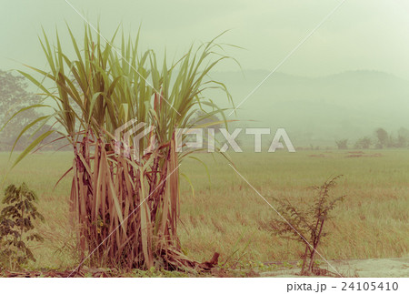 sugarcane plantation sugarcane plantation 24105410