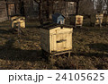 Weathered color bee hives in spring. 24105625