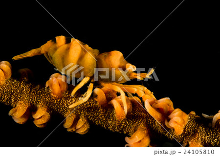 Whip Coral Shrimp on the coral 24105810