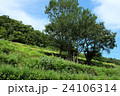 丘の木 24106314