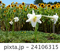 百合と向日葵の花畑 24106315