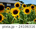 向日葵の花畑 24106316