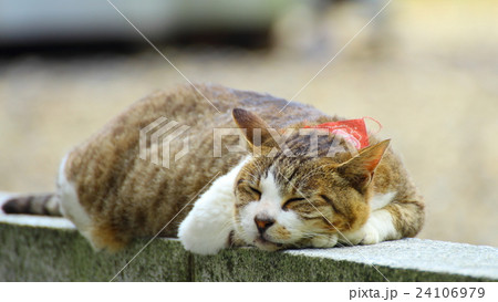 猫 居眠り 石の上 猫寺の写真素材
