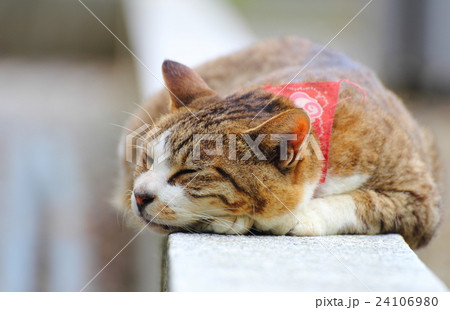 猫　居眠り　石の上　横顔　猫寺 24106980