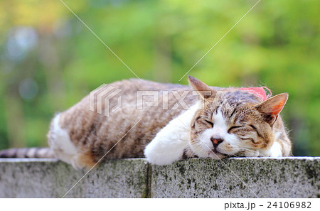 猫 居眠り 石の上 緑背景 猫寺の写真素材