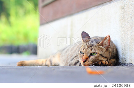 日陰の猫　猫寺 24106988