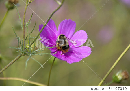 コスモス コスモス 24107010
