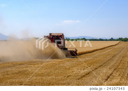 Harvester gathers the wheat crop Harvester gathers the wheat crop 24107343