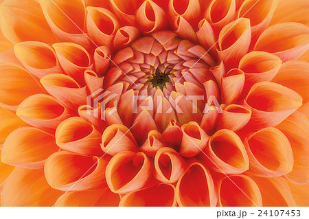 Orange flower petals, macro of chrysanthemum 24107453