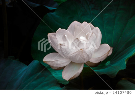 幻想的な蓮の花 幻想的な蓮の花 24107480
