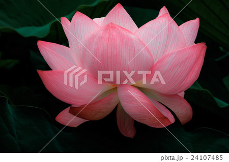 幻想的な蓮の花 24107485