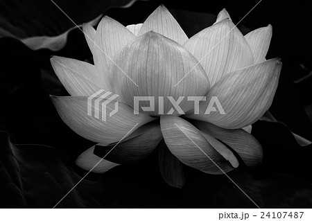 幻想的な蓮の花 モノクロバージョンの写真素材
