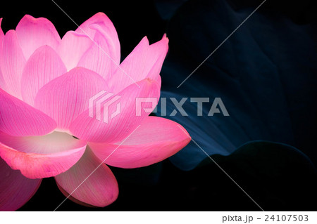 幻想的な蓮の花 幻想的な蓮の花 24107503