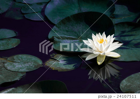 幻想的な白蓮 幻想的な白蓮 24107511