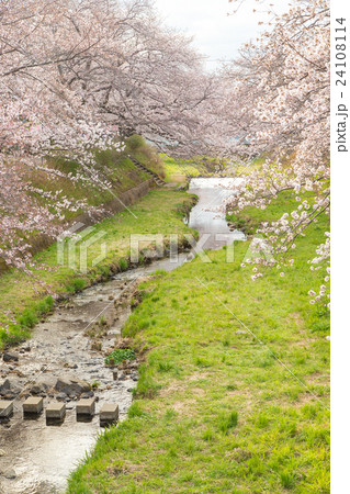 京都井手町・玉川の桜 24108114