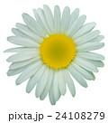 White daisy chamomile flowers 24108279