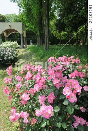 蜻蛉池公園のバラ 蜻蛉池公園のバラ 24108591