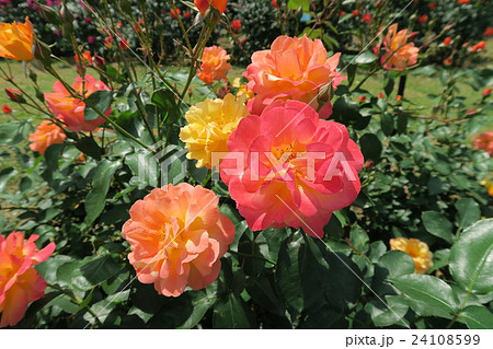 蜻蛉池公園のバラ 24108599