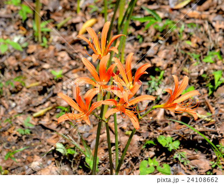 欅の森に咲くオオキツネノカミソリ 24108662