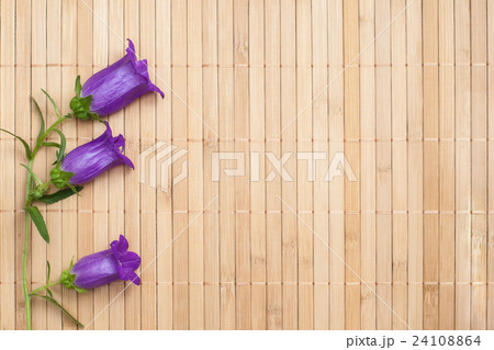 Ultramarine colored bellflower on beige bamboo 24108864