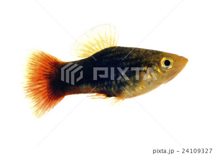 タキシードプラティ 24109327