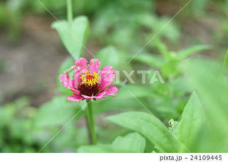 ヒャクニチソウ 24109445