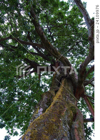 蘓武橋の榎の大木 24109976