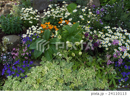 ロックガーデン 24110113