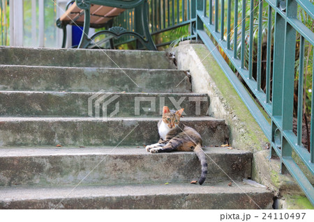 the cat on the street the cat on the street 24110497