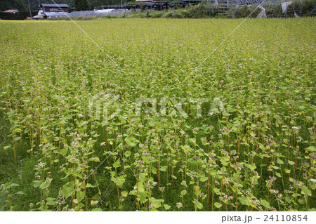 収穫直前の蕎麦畑 24110854