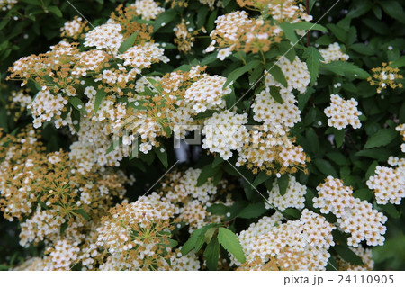 コデマリ 24110905