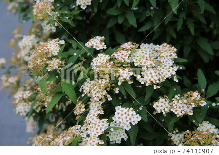 コデマリ コデマリ 24110907