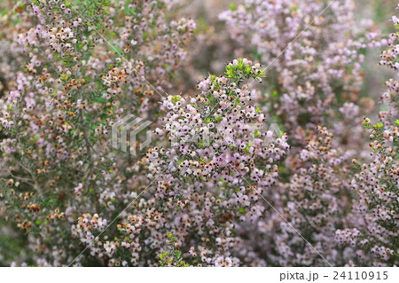 ジャノメエリカ 24110915