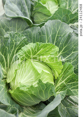 春キャベツ 24112468
