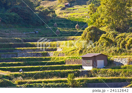 明日香村稲渕の晩秋の棚田の写真素材