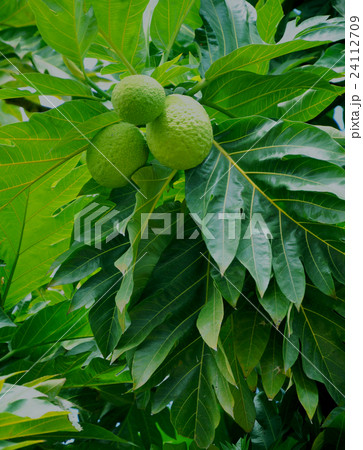 Breadfruit Breadfruit 24112709