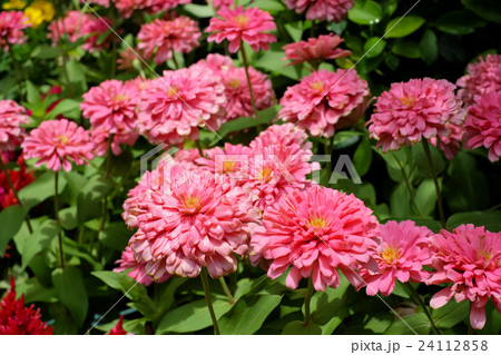 Multicolor flowers Multicolor flowers 24112858