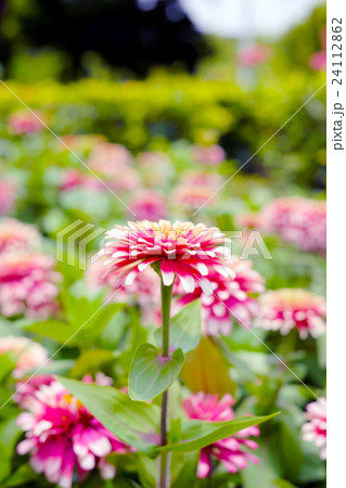 Multicolor flowers Multicolor flowers 24112862