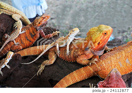 Bearded dragon Bearded dragon 24112877