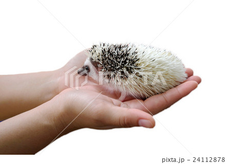 Little hedgehog sits in hands isolated 24112878