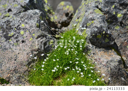 イワツメクサ 24113333